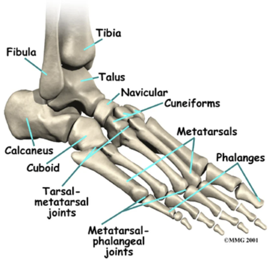 Tibia angle